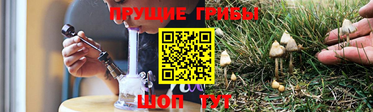 Псилоцибиновые грибы Psilocybine cubensis Гай